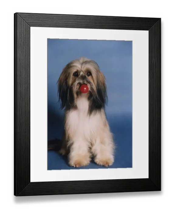 Framed Print : Animals Dogs Pippin TV Commercial star supporting Comic Relief Red Nose Day May
