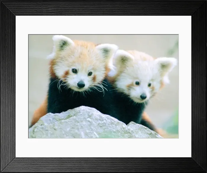 Framed Print : Red Panda cubs at Bristol Zoo Two cubs out exploring their enclosure November 1997