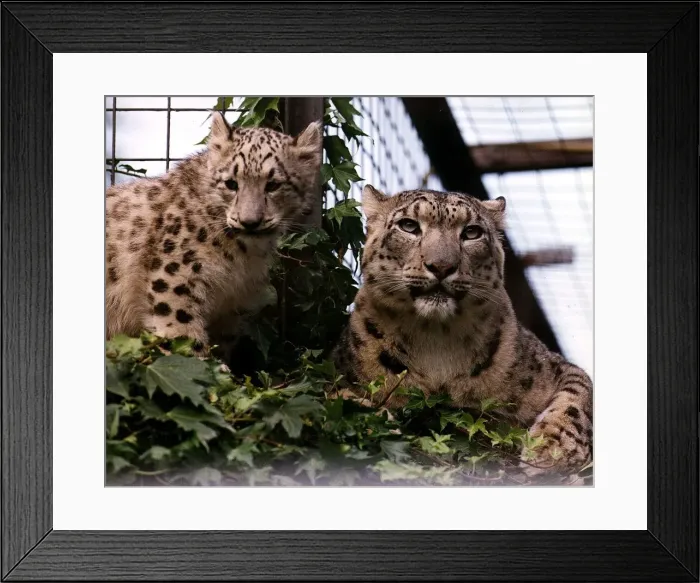 Framed Print : Animals Snow Leopards mum Shah and cub Raisa at Chessington World of Adventures Zoo Theme