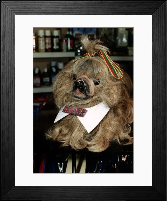 Framed Print : Dog wearing bow tie and ribbon circa 1985 Framed Print : Dog wearing bow tie and ribbon circa 1985