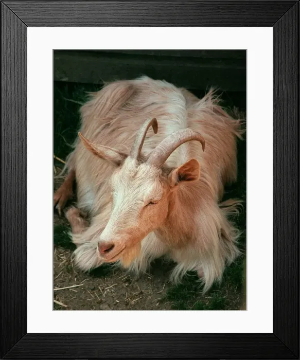 Framed Print : Golden Gernsey goat at Aldenham Country Park July 1996 Framed Print : Golden Gernsey goat at Aldenham Country Park July 1996