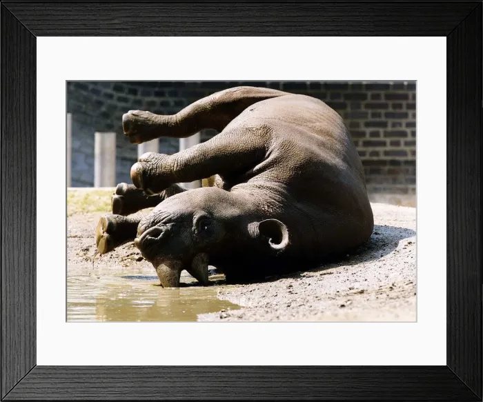 Framed Print : Roll Over rhino one inmate of London Zoo circa 1992 Framed Print : Roll Over rhino one inmate of London Zoo circa 1992