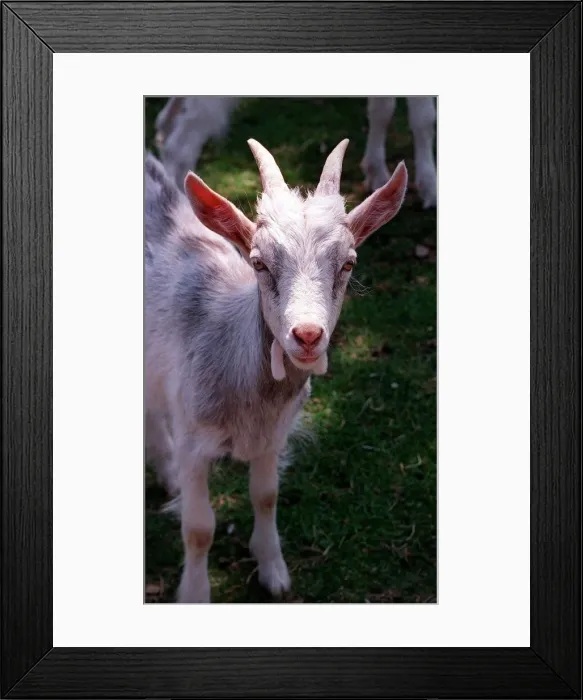 Framed Print : Goat rare breeds Golden Gernsey July 1996 Framed Print : Goat rare breeds Golden Gernsey July 1996