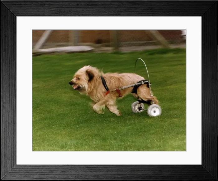 Framed Print : Animals Dogs Susie the Terrier out for a walk in Redford Bristol circa 1996