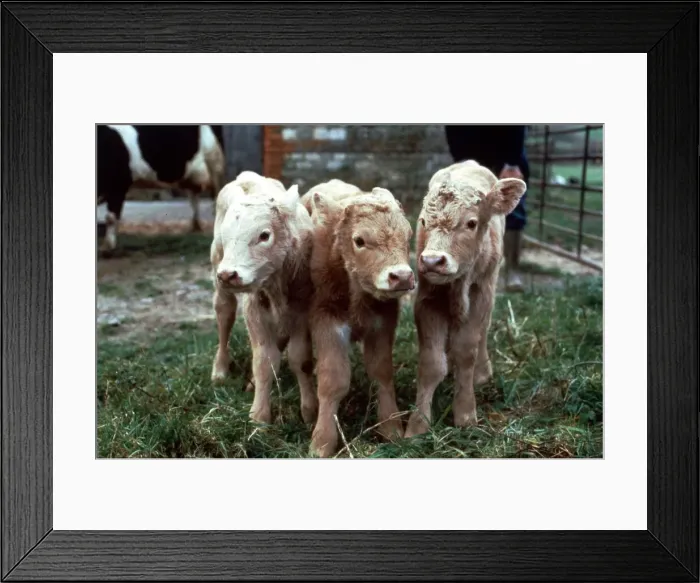 Framed Print : Fresian Cows January 1988 Framed Print : Fresian Cows January 1988