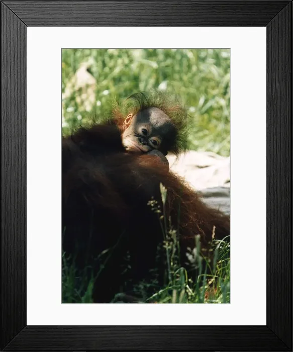 Framed Print : Baby Orang-utan in long grass holding onto older monkey Mother by a tree December