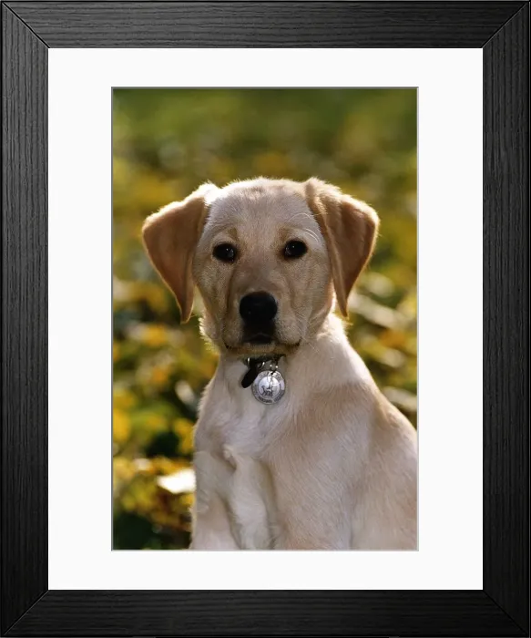 Framed Print : Labrador Pup circa 1995 Framed Print : Labrador Pup circa 1995
