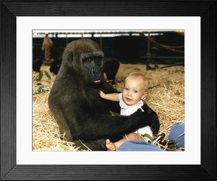 Framed Print : Sangha the Gorilla holding onto 9 month old Tanya Aspinall August 1990