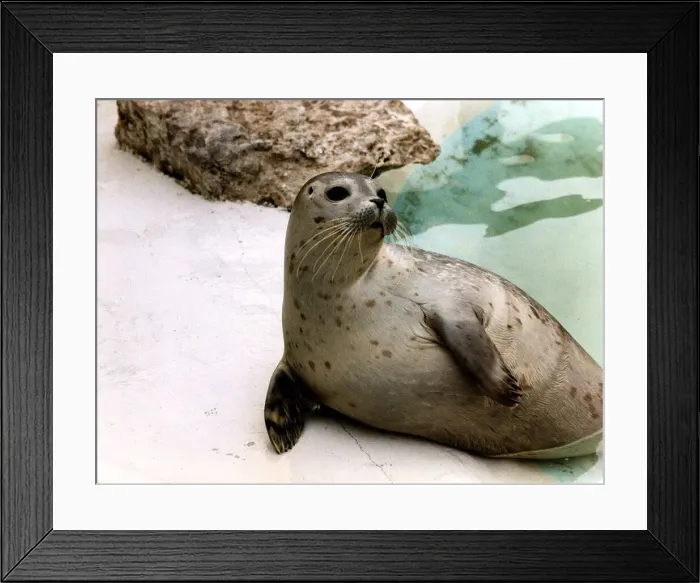 Framed Print : Animal Seal lucky seal that has recovered circa 1995