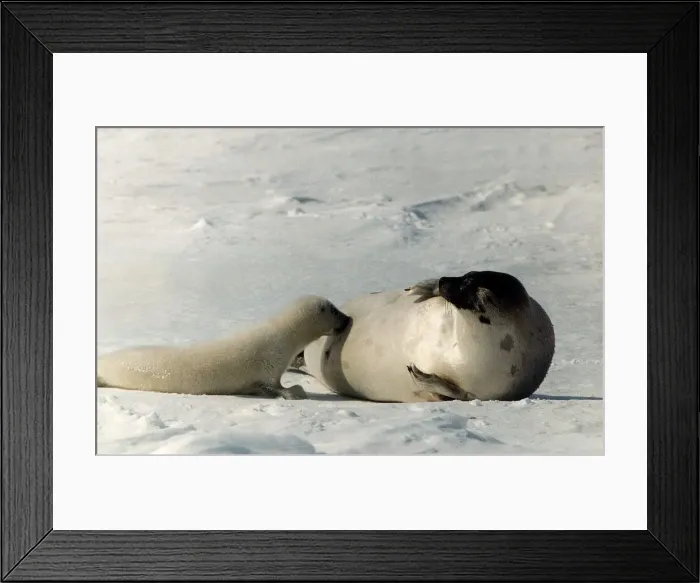 Framed Print : Seal on side suckling seal pup on snow circa 1995 Framed Print : Seal on side suckling seal pup on snow circa 1995