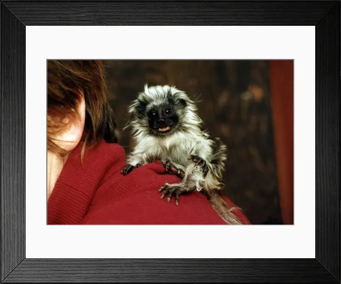 Framed Print : Animals Monkeys Tamarind Monkey circa 1994 Framed Print : Animals Monkeys Tamarind Monkey circa 1994