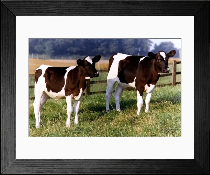 Framed Print : Cows in a field circa 1991