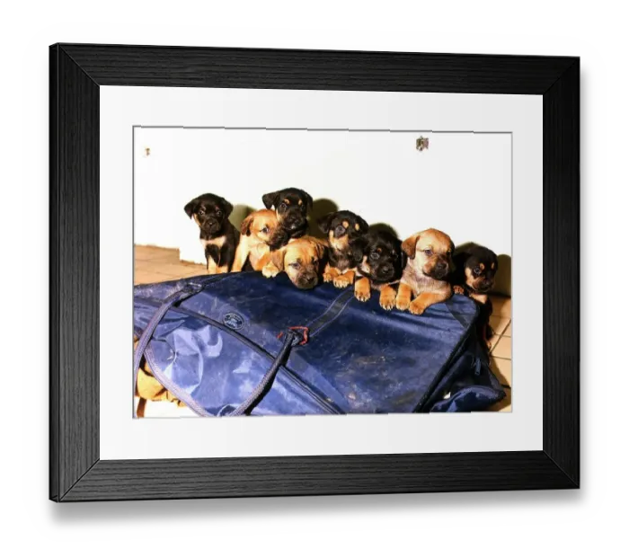 Framed Print : Puppies circa 1986