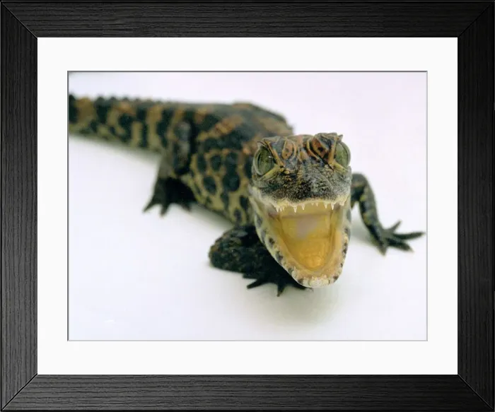 Framed Print : This baby Alligator has a big mouth at Bristol Zoo November 1997 Framed Print : This baby Alligator has a big mouth at Bristol Zoo November 1997