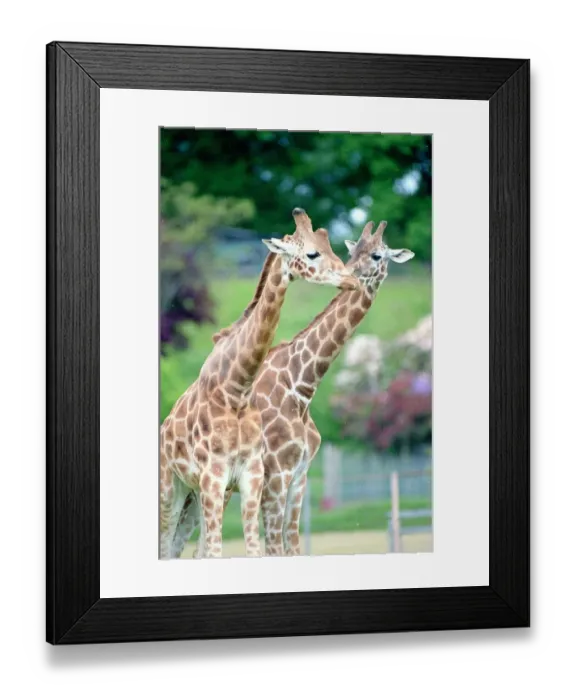 Framed Print : Two giraffes kissing Animals in the Zoo June 1995 Framed Print : Two giraffes kissing Animals in the Zoo June 1995