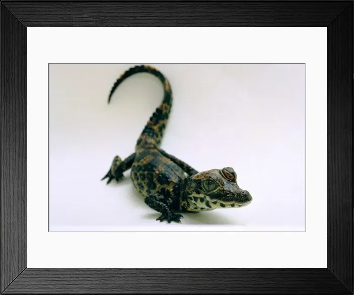 Framed Print : A baby Alligator rests in a shoe at Bristol Zoo November 1997 Framed Print : A baby Alligator rests in a shoe at Bristol Zoo November 1997