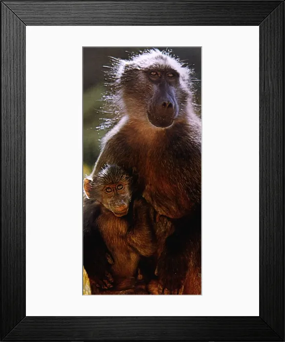 Framed Print : Baboons caught in wild and sold in britain for experiments October 1991