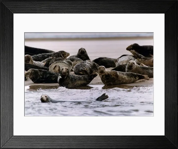 Framed Print : Pollution-suffering seals in Dee Estuary off the Chashire coast September 1992