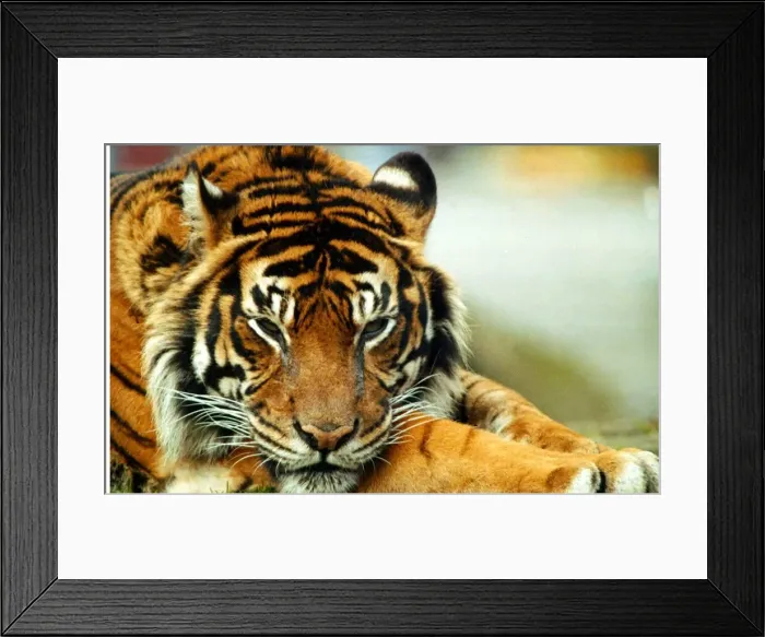Framed Print : A relaxed Tiger at London Zoo April 1991