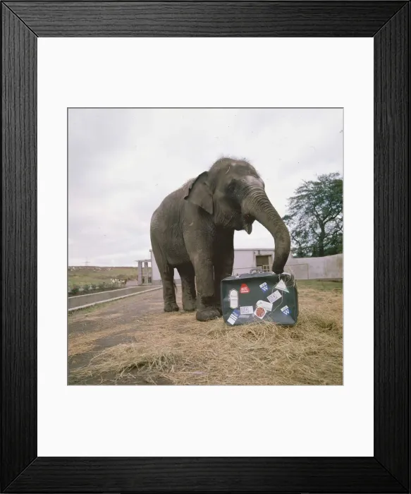 Framed Print : Elephant smelling a suitcase circa 1985