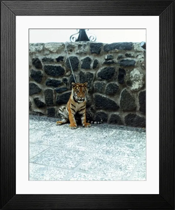 Framed Print : A tiger cub all alone in the world A Tiger cub tied up on the seafront for in Framed Print : A tiger cub all alone in the world A Tiger cub tied up on the seafront for in