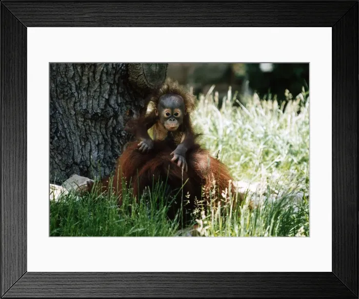 Framed Print : Baby Orang-utan in long grass holding onto older monkey Mother by a tree December Framed Print : Baby Orang-utan in long grass holding onto older monkey Mother by a tree December