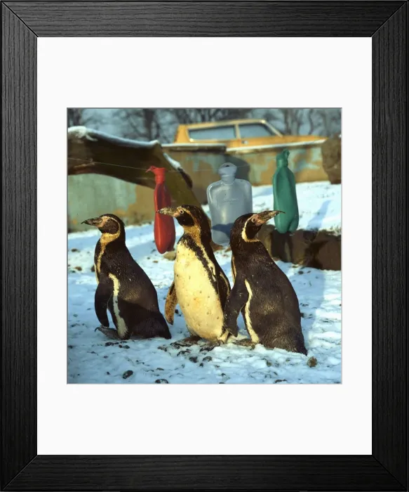 Framed Print : Three penguins in the snow, with three hot water bottles circa 1985 Framed Print : Three penguins in the snow, with three hot water bottles circa 1985
