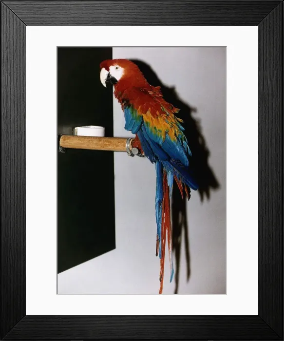 Framed Print : Macaw on a ledge circa 1995 Framed Print : Macaw on a ledge circa 1995