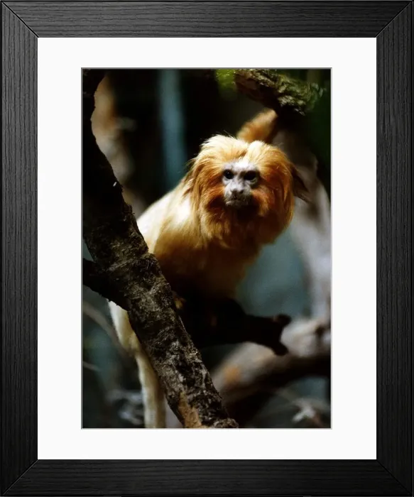 Framed Print : Monkey in a tree circa 1994 Framed Print : Monkey in a tree circa 1994