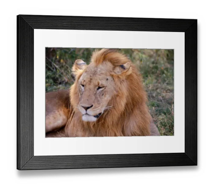 Framed Print : Lion, Nairobi Game Park in Kenya February 1971