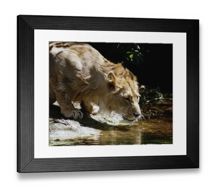 Framed Print : Jake the Daily Mirror adopted lion from London Zoo takes a welcome drink from the pool Framed Print : Jake the Daily Mirror adopted lion from London Zoo takes a welcome drink from the pool