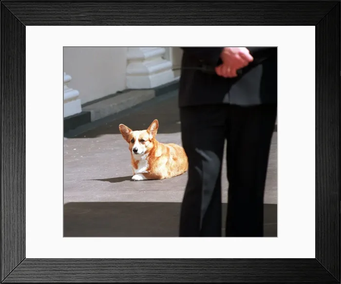 Framed Print : One of the Queen Mothers corgis takes a rest August 1998 During her birthday Framed Print : One of the Queen Mothers corgis takes a rest August 1998 During her birthday