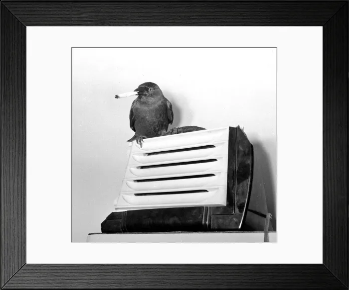Framed Print : Jacky'the Jackdaw smoking a cigarette which he picks up himself May 1957 Framed Print : Jacky'the Jackdaw smoking a cigarette which he picks up himself May 1957