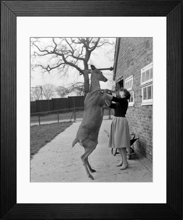 Framed Print : Susie the 18 month old red deer jumps up on a woman at Pets Corner in Chessington Zoo Framed Print : Susie the 18 month old red deer jumps up on a woman at Pets Corner in Chessington Zoo