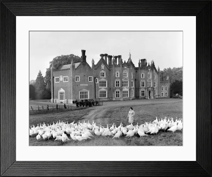 Framed Print : A group of turkeys outside a mansion at a Norfolk Turkey farm Circa 1955 Framed Print : A group of turkeys outside a mansion at a Norfolk Turkey farm Circa 1955