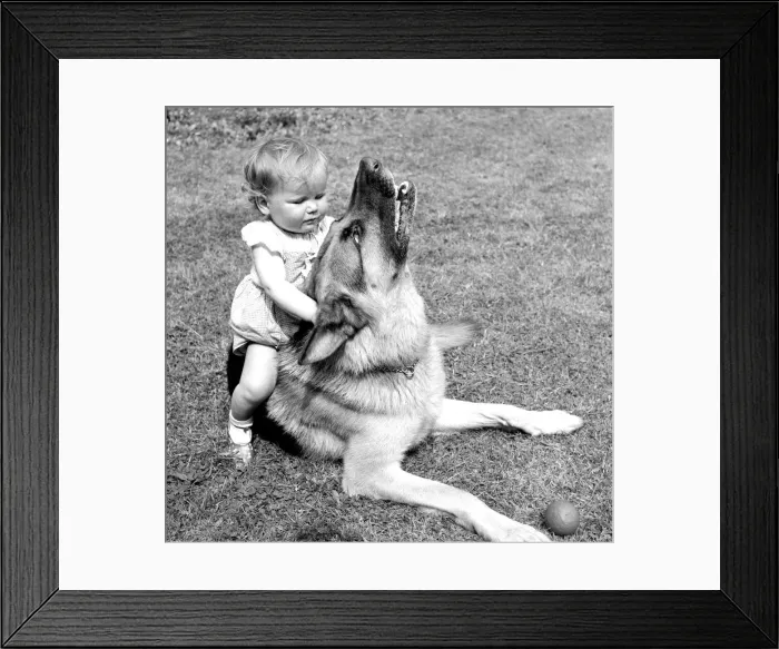 Framed Print : Lorraine Francesca Smith is only one year old but she is great pals with Brutus Framed Print : Lorraine Francesca Smith is only one year old but she is great pals with Brutus
