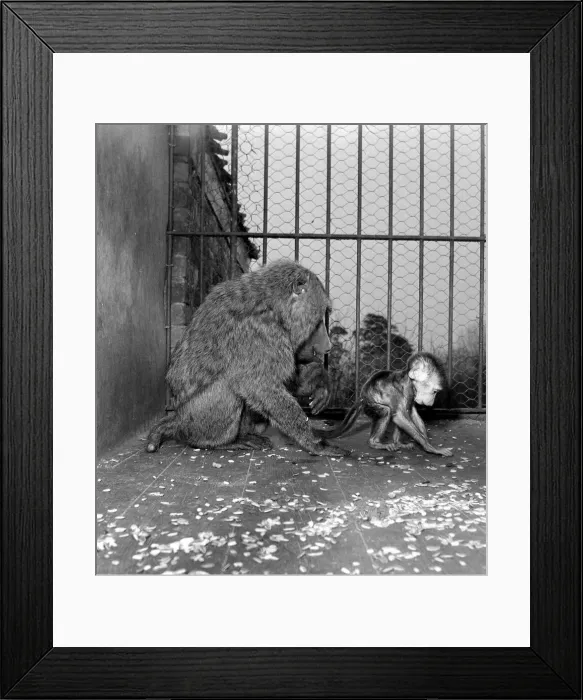 Framed Print : A South African baboon playsher baby Charlie shortly after her birth at Chessington Zoo