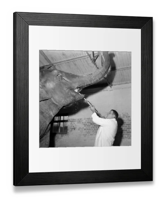 Framed Print : Barbara the seven year old Indian elephant has a mouthful from a syringe administered by