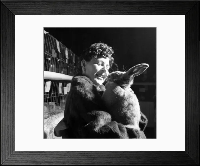 Framed Print : Edna Early wears a blue beveran fur coat and holds a prize winning Blue Bevaran rabbit Framed Print : Edna Early wears a blue beveran fur coat and holds a prize winning Blue Bevaran rabbit