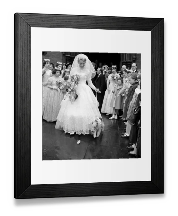 Framed Print : Diana Capel with her pet fox terrier Champ at her wedding at St Michaels Church in Framed Print : Diana Capel with her pet fox terrier Champ at her wedding at St Michaels Church in