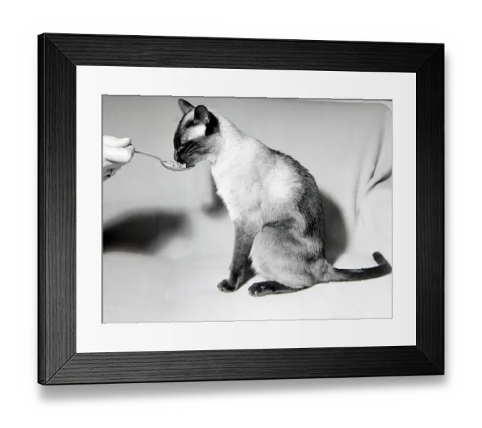 Framed Print : Kikki the siamese cat fed by her owner after being lost Framed Print : Kikki the siamese cat fed by her owner after being lost