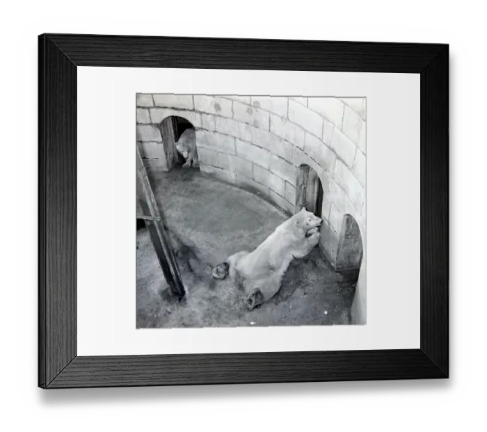 Framed Print : Aly, the Belle Vue polar bear lies close to the den of his wife at the Manchester zoo