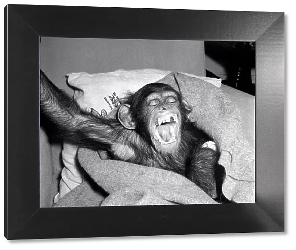 Johnny the Chimpanzee seen here recovering after having his tooth pulled by the dentist