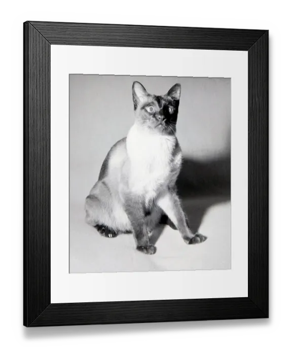 Framed Print : Kikki the siamese cat seen here after being lost and lived for thirty days without food Framed Print : Kikki the siamese cat seen here after being lost and lived for thirty days without food