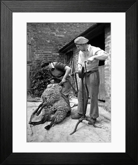 Framed Print : Land Army girl shearing sheep at Manor Pragwell, Buckinghamshire 1946