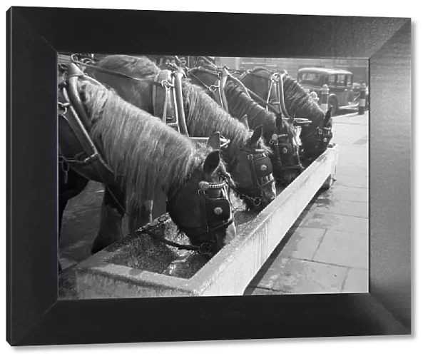 Shire horses from Youngs Brewery take a drink from a water trough in Central London
