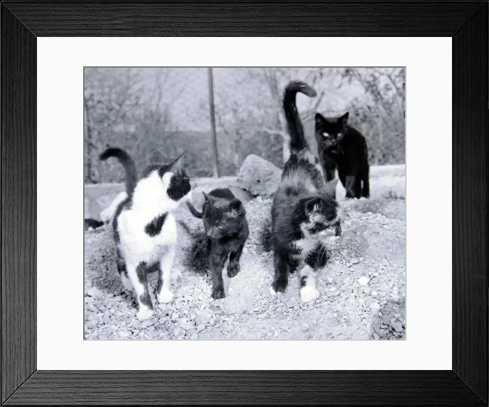 Framed Print : Stray cats home on the outskirts of Naples Italy December 1957 Framed Print : Stray cats home on the outskirts of Naples Italy December 1957