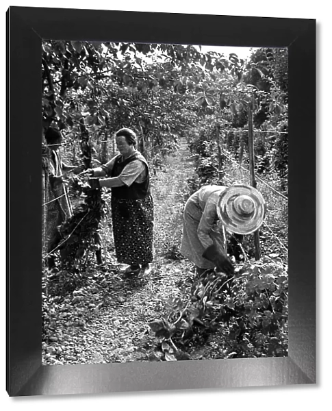 Two women working in a vineyard on a farm in England, circa 1938