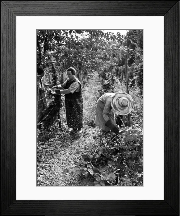 Framed Print : Two women working in a vineyard on a farm in England, circa 1938 Framed Print : Two women working in a vineyard on a farm in England, circa 1938