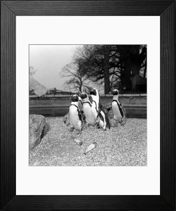 Framed Print : Maggie the one week old baby black-footed penguin with family at Chessington Zoo